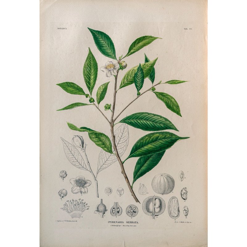 Pyrenaria Serrata-Plant Book-Prints - Posters - Paper 