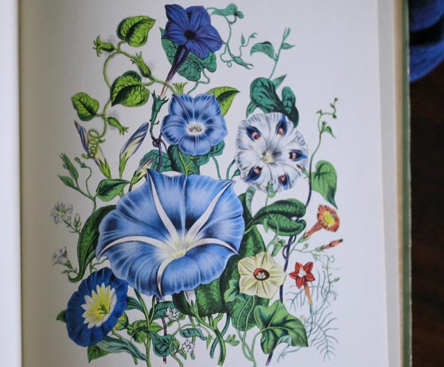 年代物　花　絵　本 年代物 花 絵 本 【公式通販】