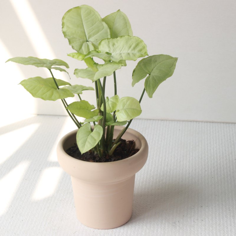 植栽 盆栽 l 白珍珠合果芋 冰淇淋杯盆器 珍珠白葉片 室內植物 - 盆栽/植栽 - 陶 