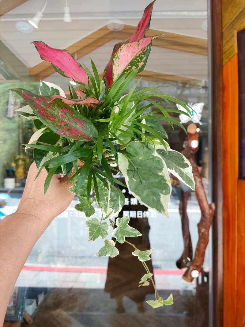 Hydroponic plant bouquet (all over 12 years old) - จัดดอกไม้/ต้นไม้ - วัสดุอื่นๆ 