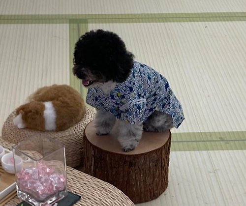 Tambedy Dog Wear HK 日本製 手工寵物和服 男裝和式浴衣 (OTB0096)