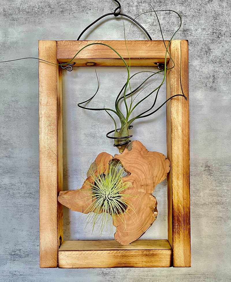[Long cypress and pine] Happy friends | Air pineapple. Air Tillandsia - Plants - Wood Brown