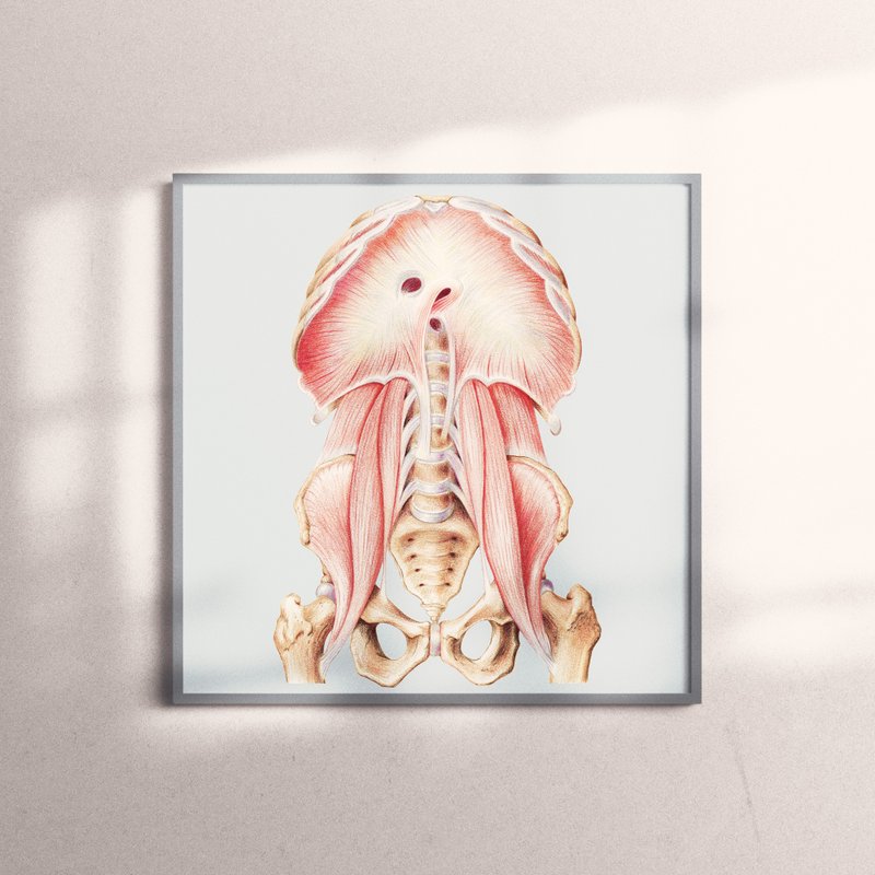 複製畫-Diaphragm and Surroundings | 橫膈, 肌肉, 骨骼 - 海報/掛畫/掛布 - 紙 