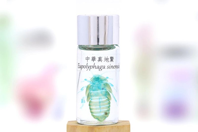 Transparent biological specimen - Eupolyphaga sinensis - ของวางตกแต่ง - แก้ว 