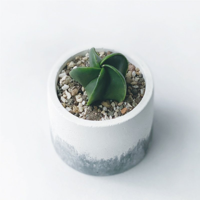 (預購) 墨黑系列 | 五爪琉璃鸞鳳玉 圓形水泥多肉植栽 - 盆栽/植栽 - 植物．花 黑色