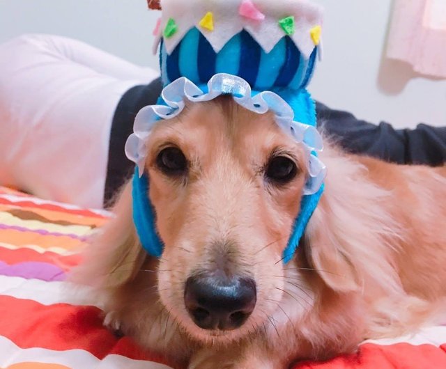 カスタマイズされたバースデーケーキハットペットの猫と犬の帽子の