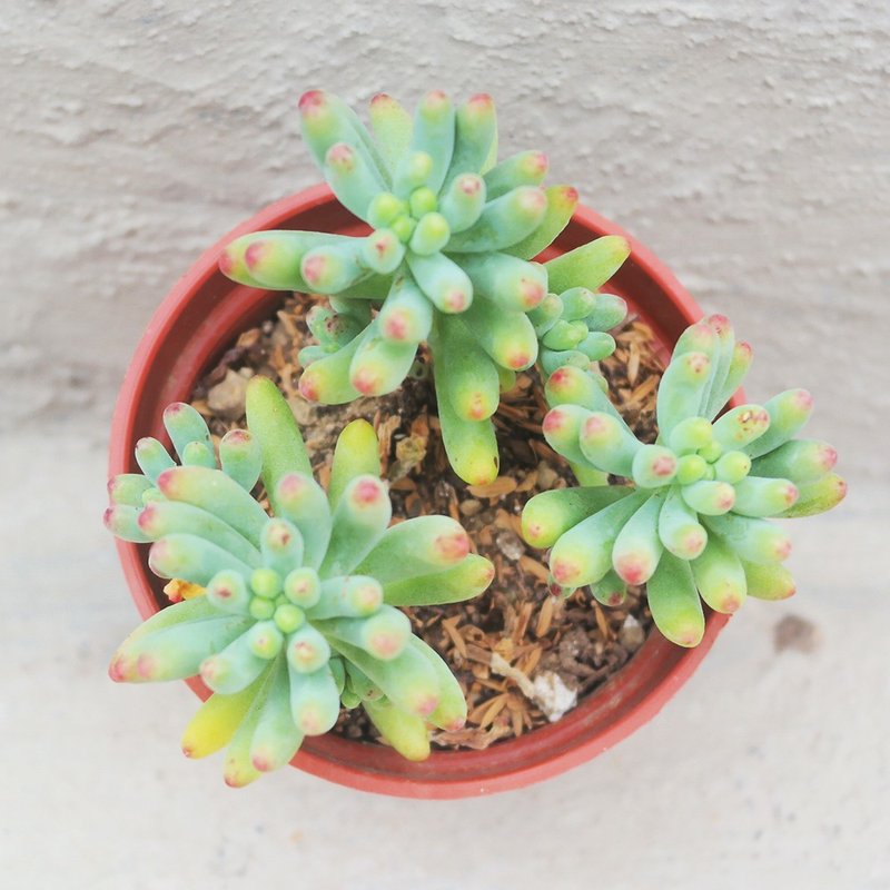 【Dou Dou Succulent】【Love】Housewarming│Gifts│Promotion│Succulents - ตกแต่งต้นไม้ - พืช/ดอกไม้ 