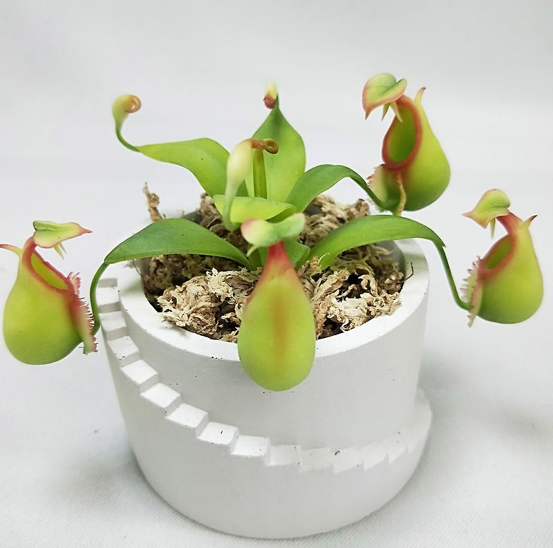 仿生黏土食蟲植物 二牙豬籠草 - 擺飾/家飾品 - 黏土 