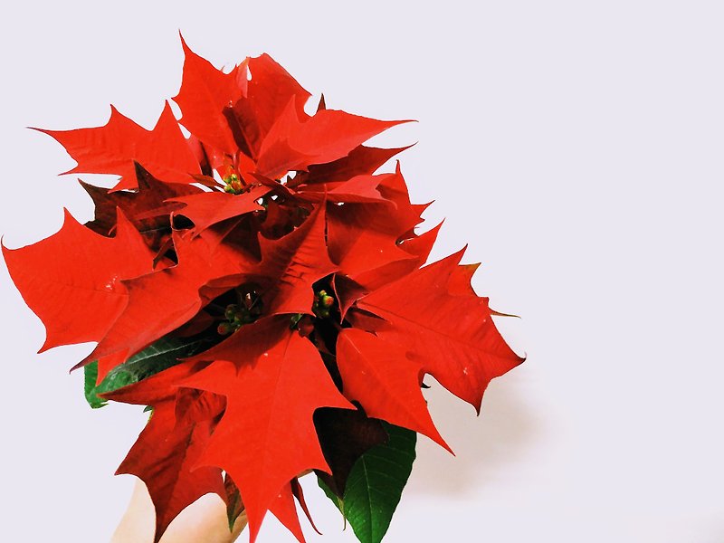 Maple Leaf Christmas Red Moss Ball │ Home Decor │ Indoor Plants - Plants - Plants & Flowers Red