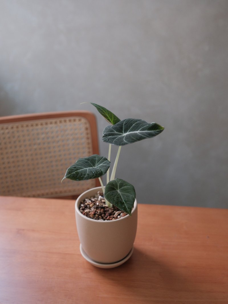 ブラックベルベットアロカシア - 観葉植物 - 寄せ植え・花 