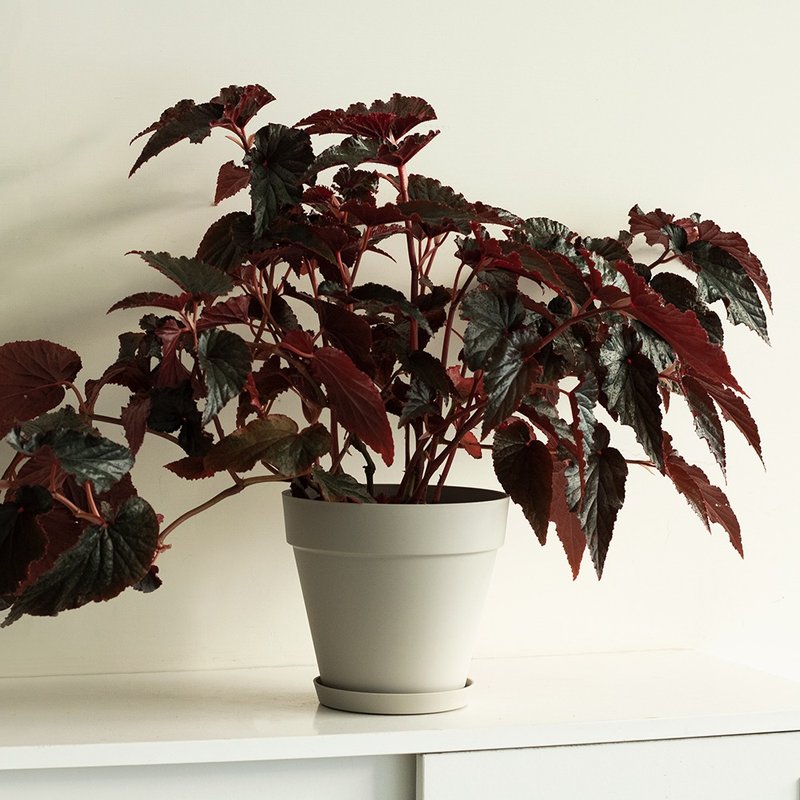 Begonia black leaf begonia large plant_Dutch design minimalist mist basin - Plants - Plants & Flowers 