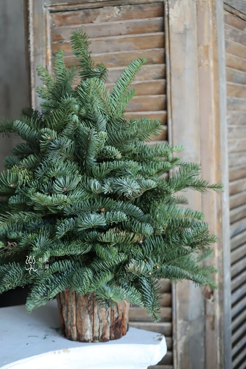 Christmas Course_Nobelson Fat Christmas Tree/Taichung Classroom - Plants & Floral Arrangement - Plants & Flowers 