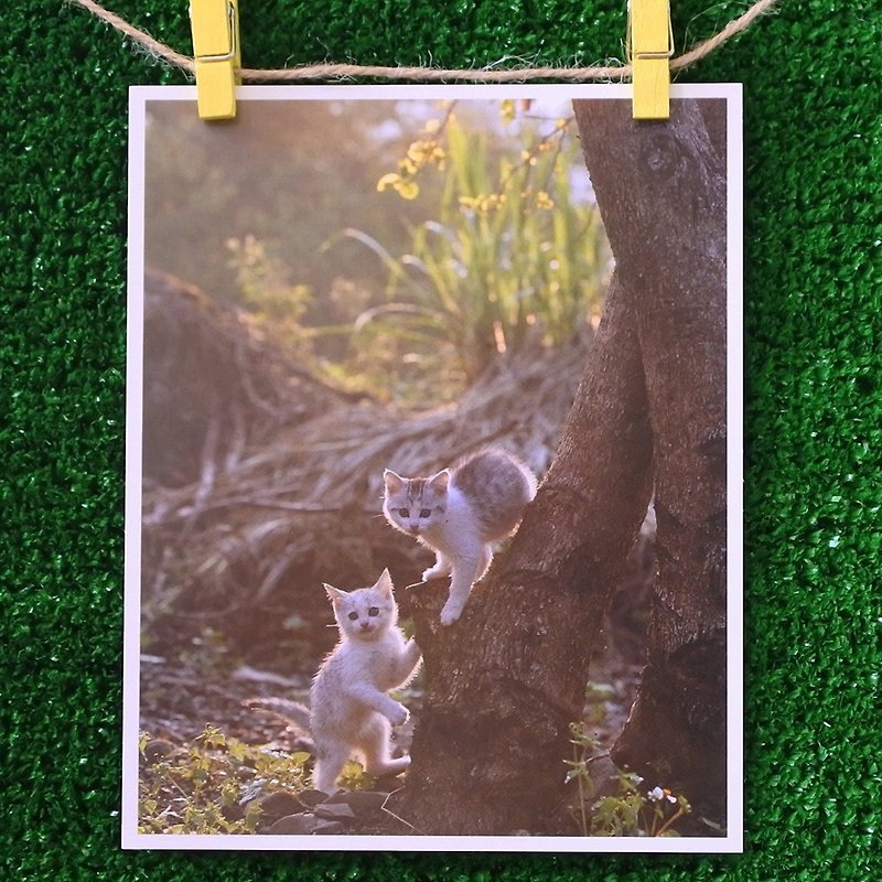 3猫屋猫写真ポストカード（写真：猫夫人）–バックライトのダンス - カード・はがき - 紙 