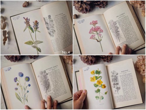 British 1920 antique flower book-more books have a discount
