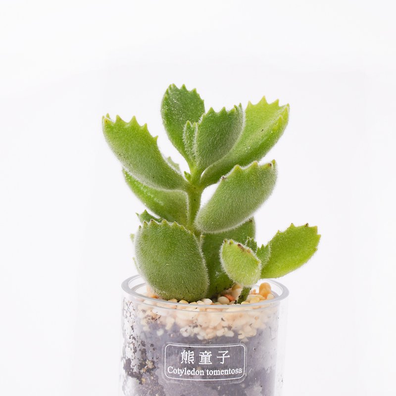 【Bear Boy】Smart Potted Pot for Succulent Plants | - ตกแต่งต้นไม้ - พืช/ดอกไม้ 