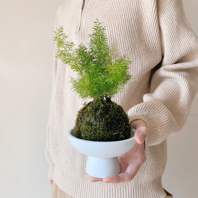 松葉武竹 苔球植栽 - 盆栽/植栽 - 植物．花 綠色