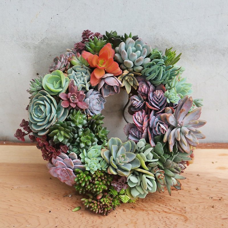 [Doudou Succulents] Housewarming│Gifts│Promotion│Succulents│-Succulent Wreaths - ตกแต่งต้นไม้ - โลหะ หลากหลายสี