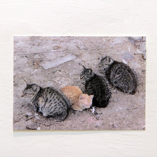 貓蝟 ∞ Catsegehogs ＜有貓地-椪柑＞臺灣貓咪明信片/單張1入 (雙面印刷) |台灣街貓/米克斯/浪浪/postcard/はがき|