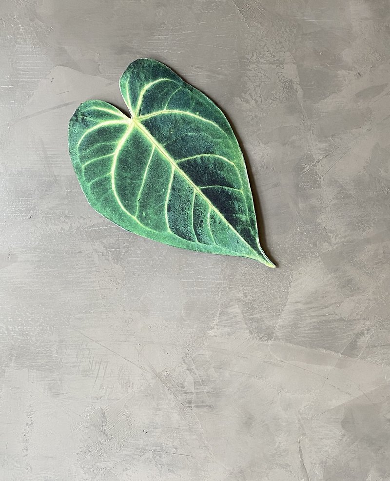 BLR 觀葉植物 造型萬用墊B4 華麗花燭 彩葉芋 龜背芋 蔓綠絨 - 裝飾/擺設  - 其他人造纖維 綠色
