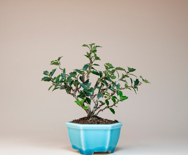 日本の植物】香芝花観賞植物エッセイ盆栽 おすすめ盆栽 - ショップ sparrowbonsai 観葉植物 - Pinkoi