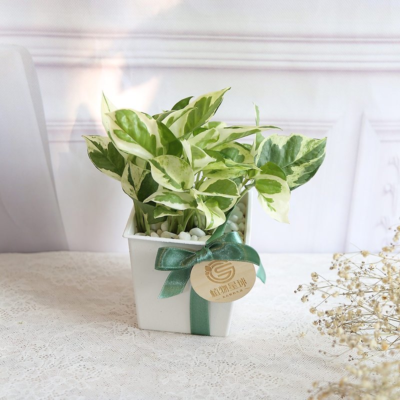 Wuyin Style Potted Plant*PD92/Platinum Ge/White Rectangular Pot/Wedding Objects/Exchanging Gifts/Opening Gifts - ตกแต่งต้นไม้ - พืช/ดอกไม้ 