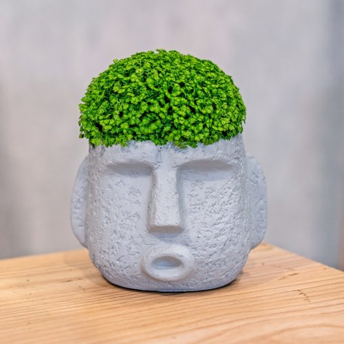 巧繪網植物館 冰淇淋捲柏 摩艾人像 淺灰色 水泥盆栽 桌上型盆栽 喬遷禮物 植栽