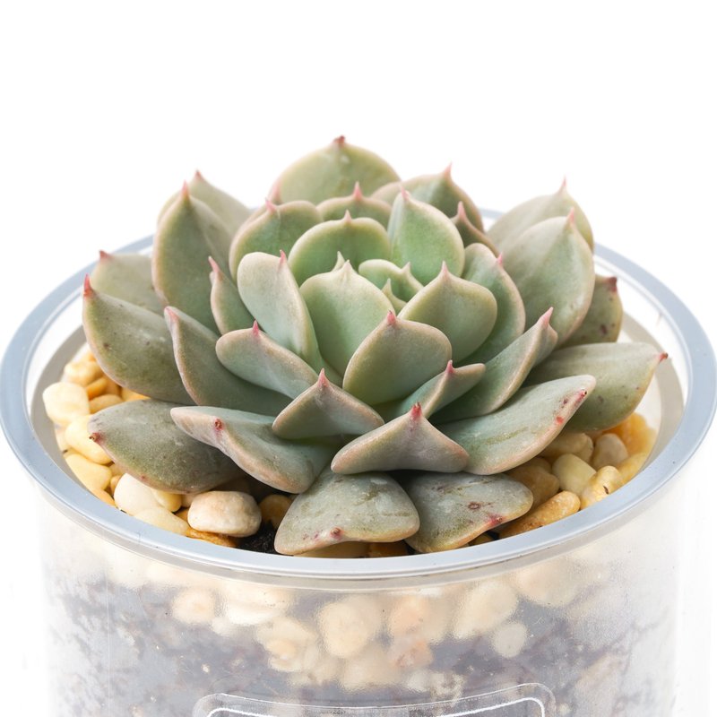 【Revolution】Succulent Plant Intelligent Pot | - Plants - Plants & Flowers 