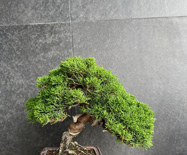 日本系魚川真柏Japanese Itoigawa Shimpaku | 盆景植物bonsai - 設計館