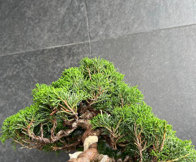 日本系魚川真柏Japanese Itoigawa Shimpaku | 盆景植物bonsai - 設計館