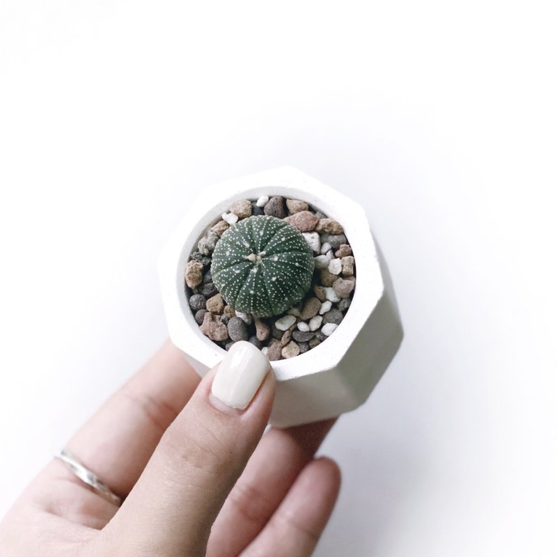 (In stock) White and gray gradient series | Xingdou small octagonal Cement succulent plant - ตกแต่งต้นไม้ - พืช/ดอกไม้ สีเทา