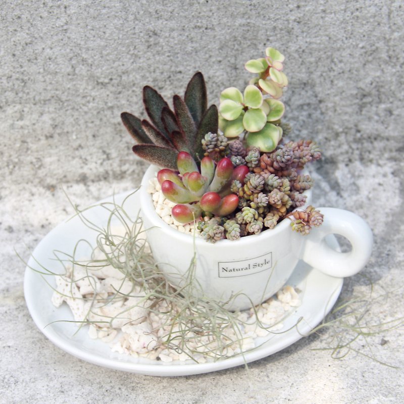 A cup of Cool & Healing succulents (With Tillandsia usneoides ) - ตกแต่งต้นไม้ - เครื่องลายคราม ขาว