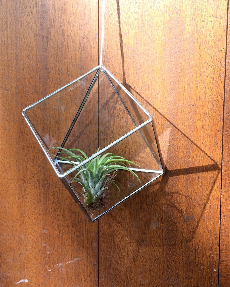 幾何学的なガラス容器 - 観葉植物 - ガラス 透明