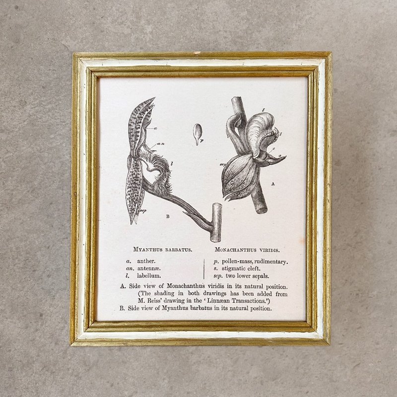 【 山人成型 】鬍鬚與翅膀 蘭之演化記(植物解剖畫)_壓箱藏品 - 海報/掛畫/掛布 - 木頭 