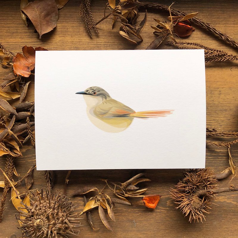 Bird Bird Series Grey-headed Wren Warbler Postcard - Cards & Postcards - Paper White