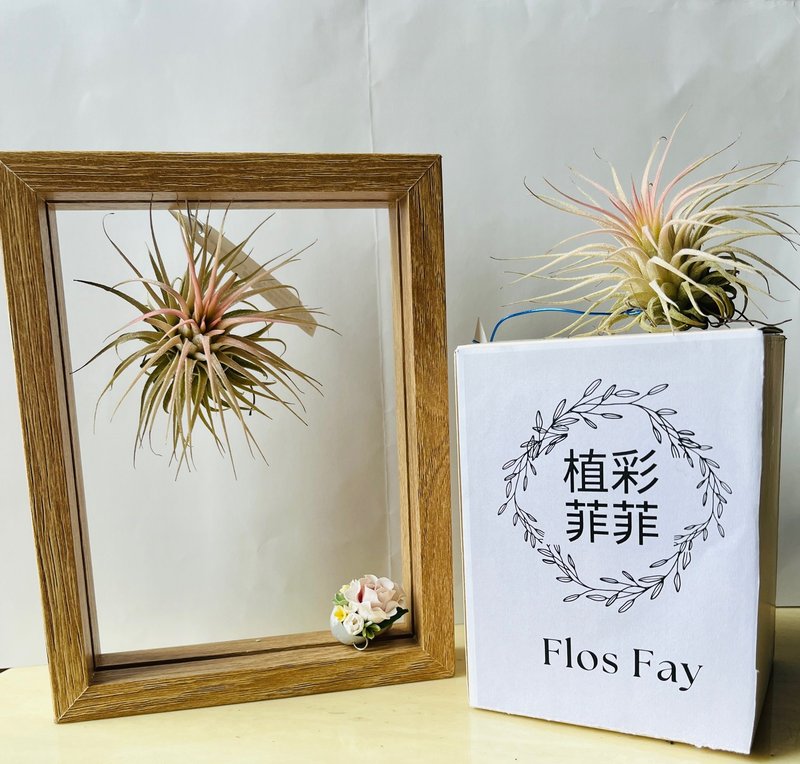 空氣鳳梨立體畫 - 盆栽/植栽 - 植物．花 
