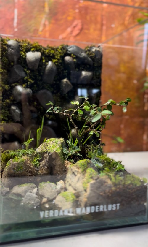 景觀丸藝 Verdant Wanderlust 【生態缸-石牆邊】微景觀 室內植栽 禮物 辦公室擺設