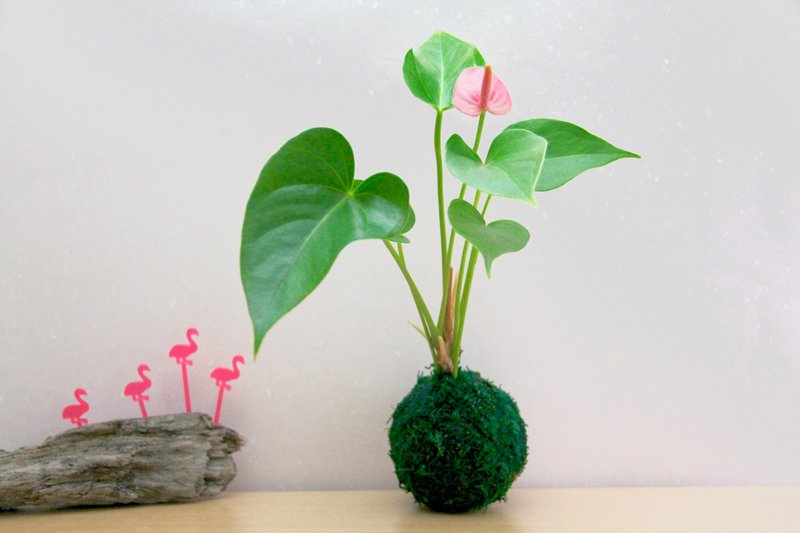 森林系 苔球-大 蕨類 小樹 觀葉 - 盆栽/植栽 - 植物．花 綠色