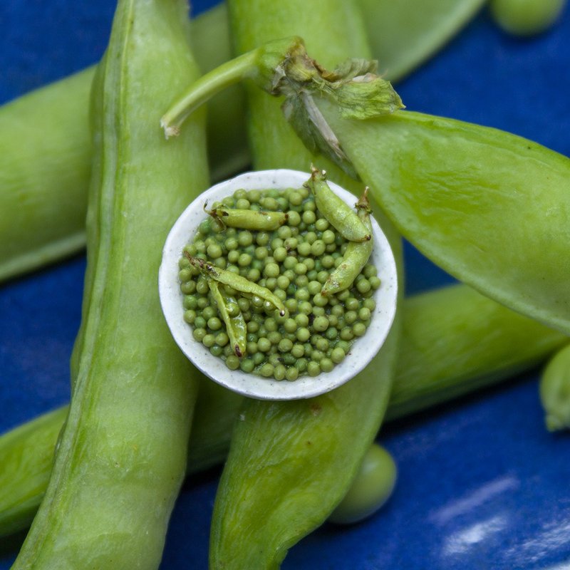 TUTORIAL Miniature peas with polymer clay | PDF + video - 手工藝教學/工具書 - 其他材質 