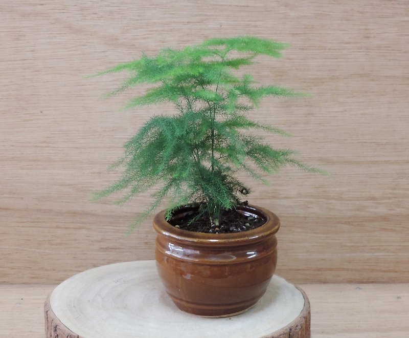 Enjoy the green art life ‧ Wenzhu [Written Bamboo] - Plants - Other Materials 