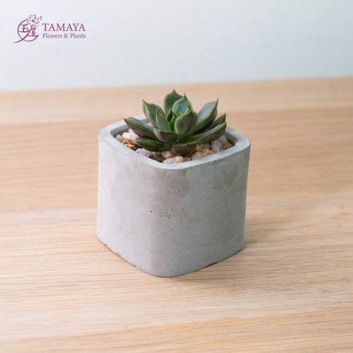 玉屋 TAMAYA Flowers & Plants 迷你多肉盆栽 | 灰水泥盆