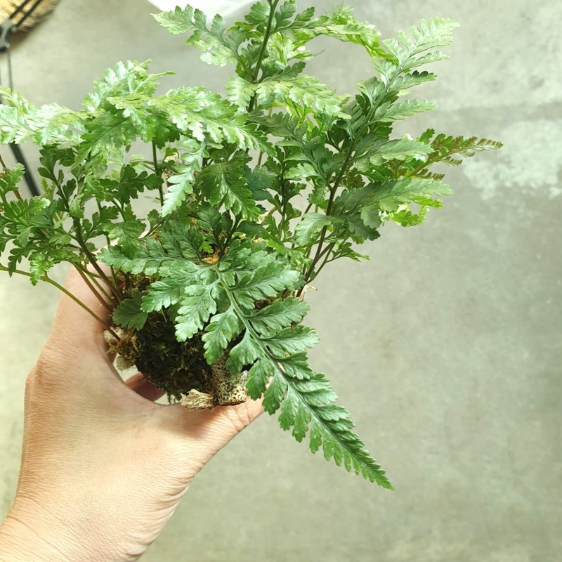 植物 兔腳蕨 苔球 - 盆栽/植栽 - 其他材質 綠色