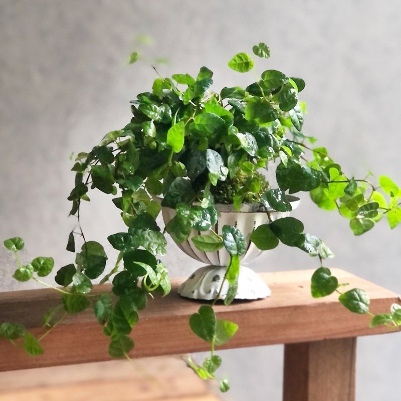 Romantic Ficus pumila Moss Ball | Good Home Office Partner WFH - Plants - Plants & Flowers Green