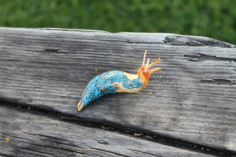 Delicate Glass Slug Collectible - A Captivating Expression of Nature's Grace - Pottery & Glasswork - Glass Multicolor