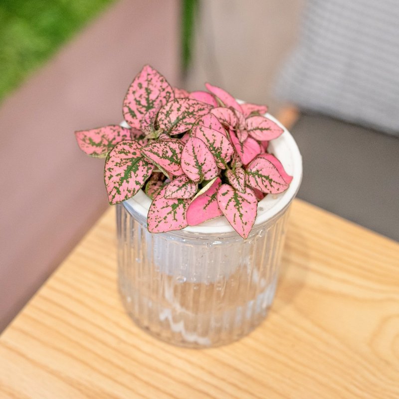 懶人盆栽-嫣紅蔓 - 盆栽/植栽 - 植物．花 