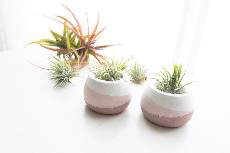 Tabletop Air Pineapple Cement Pot Containing Plants and Nutrient Solution 10 - ตกแต่งต้นไม้ - ปูน สีเขียว