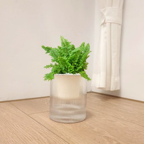 Hug Mountains 植栽 室內盆栽 蕾絲蕨 植物 盆栽