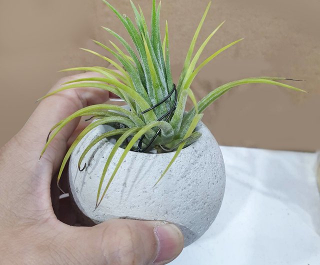 エアパイナップル屋内鉢植えセメントポット ショップ Artken 観葉植物 Pinkoi