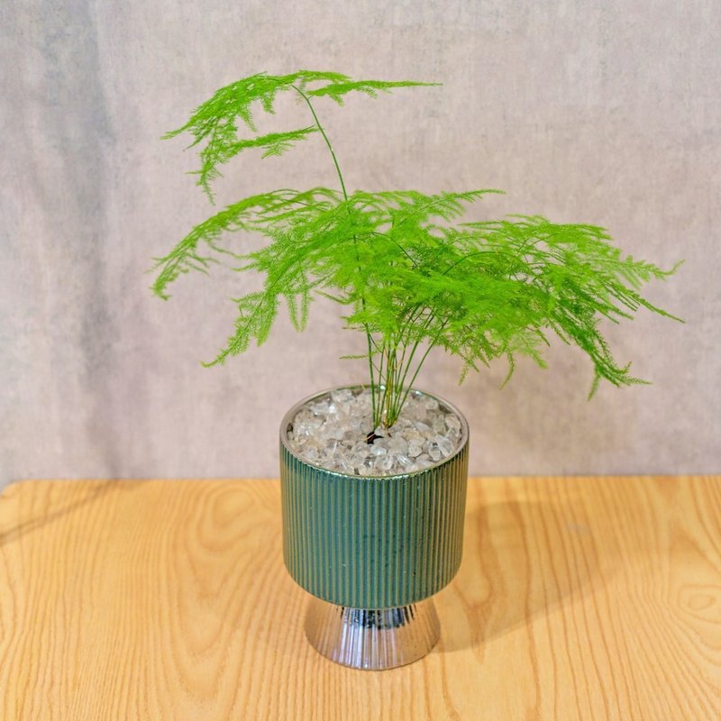 Asparagus foliage plant indoor decoration potted Silver green textured straight-grained high-footed flowerpot tabletop potted plant - Plants - Plants & Flowers 