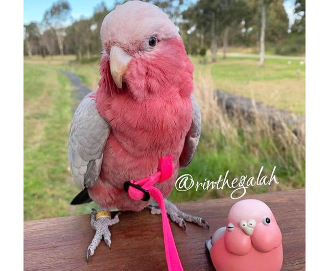 モモイロインコオウムオウムの置物インコミニチュア装飾装飾オウム像