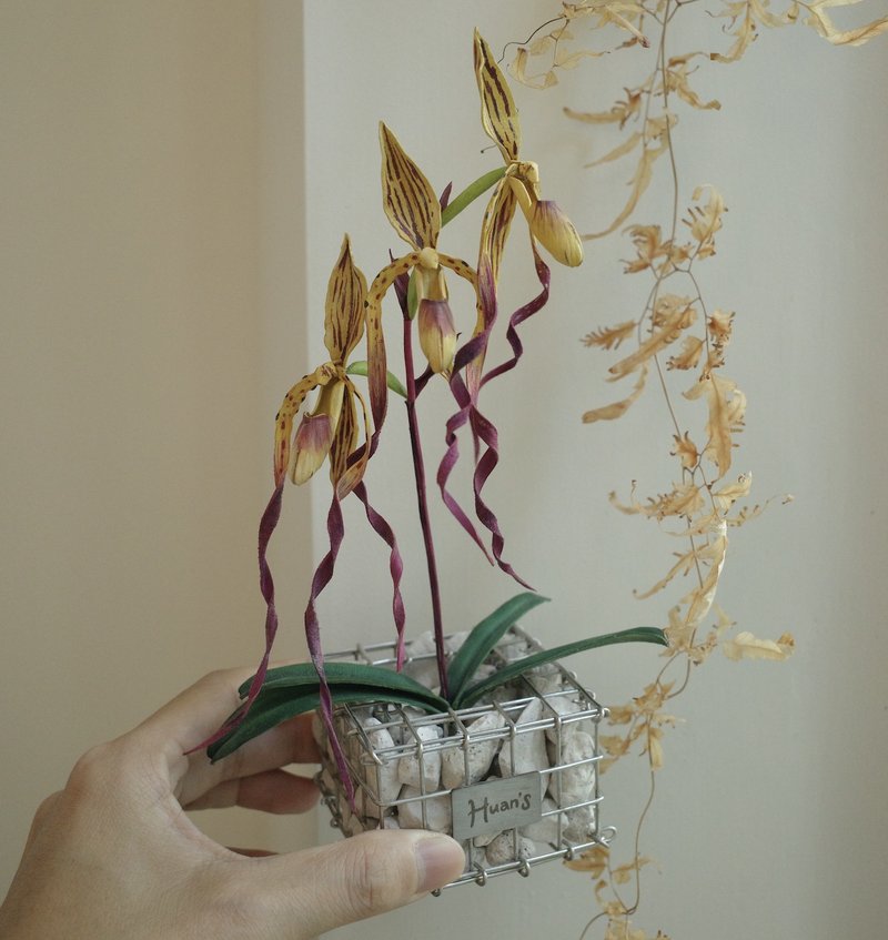 麥克仙履蘭蘭花盆栽搭配the tribus蛇龍盆盆器 - 盆栽/植栽 - 真皮 